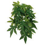 Seiden-Hängepflanze Abutilon (76236-76237)